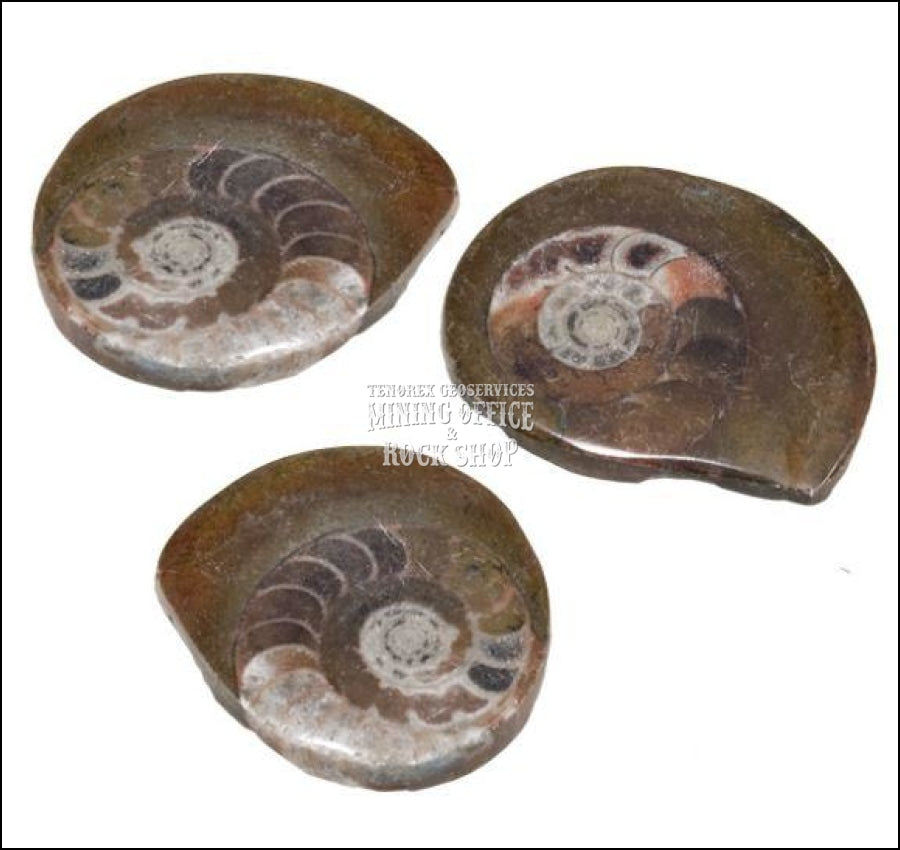 Ammonite: Polished fossil